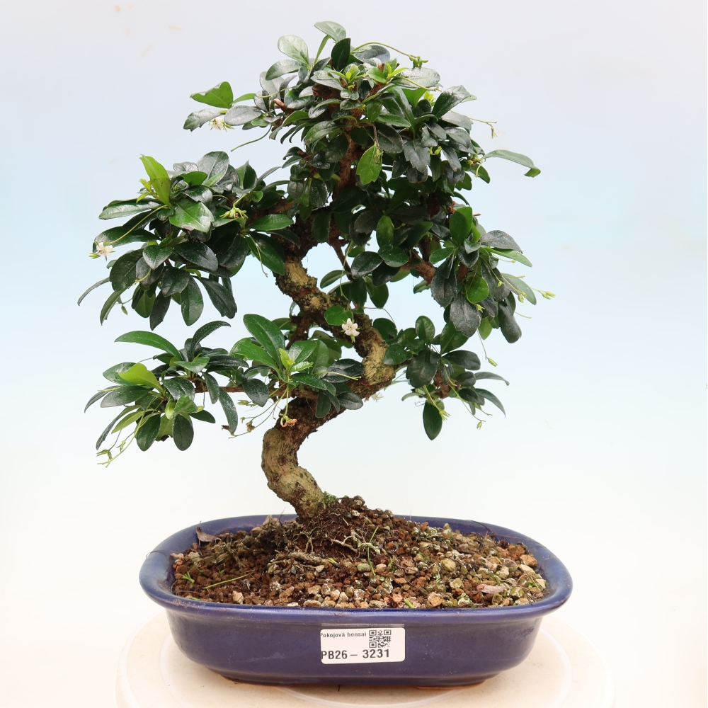 Bonsai pokojowe - Carmona macrophylla - Tea fuki