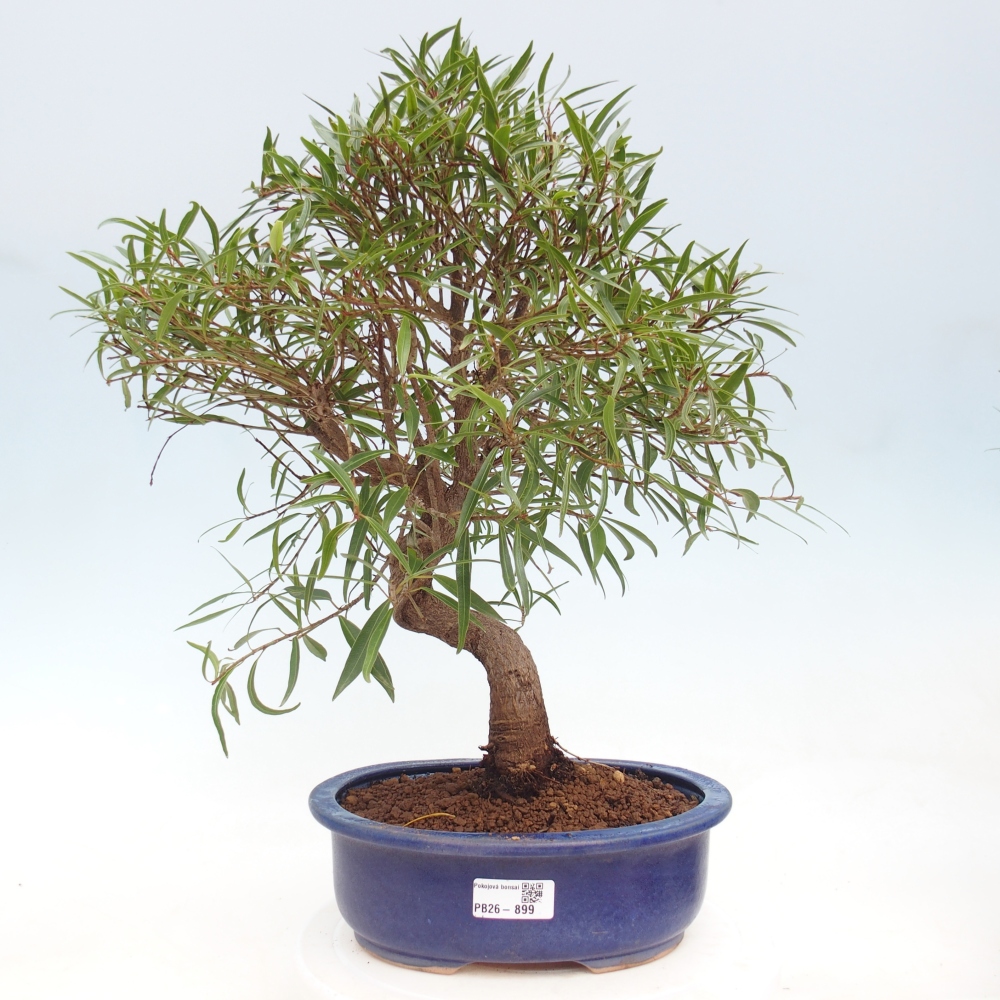 Pokój bonsai - Ficus nerifolia - figowiec drobnolistny