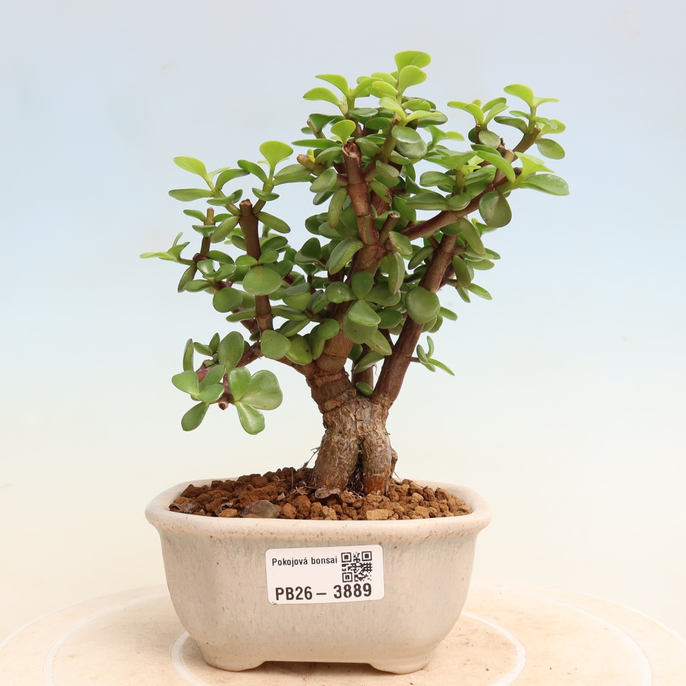 Pokój bonsai - Portulakaria Afra - Tlustice