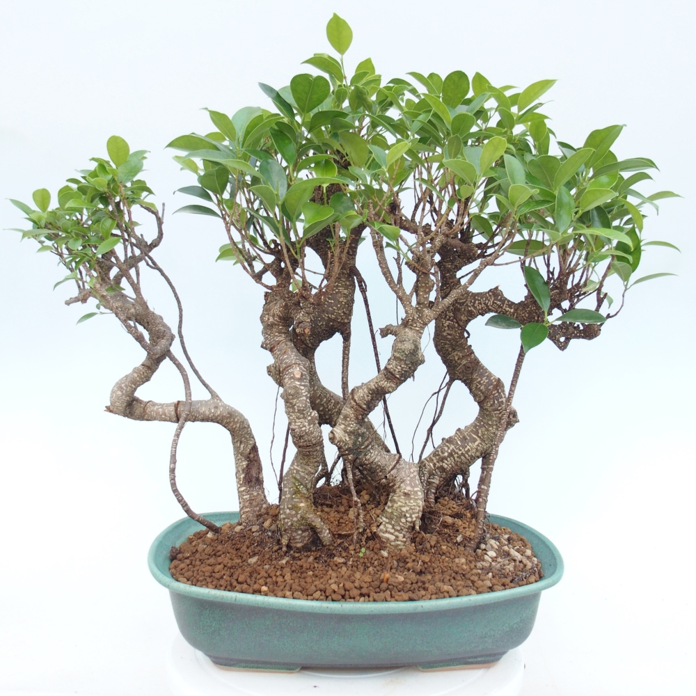 Pokój bonsai - Ficus kimmen - figowiec drobnolistny
