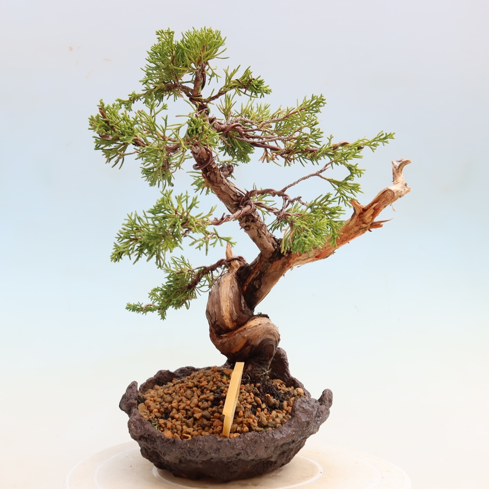 Bonsai ogrodowe – Juniperus chinensis Itoigawa – jałowiec chiński
