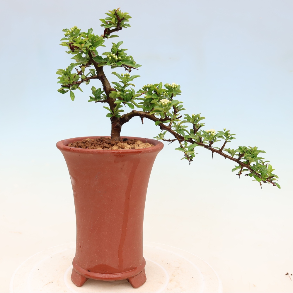 Bonsai ogrodowe – Pyracantha teton – ognik szkarłatny