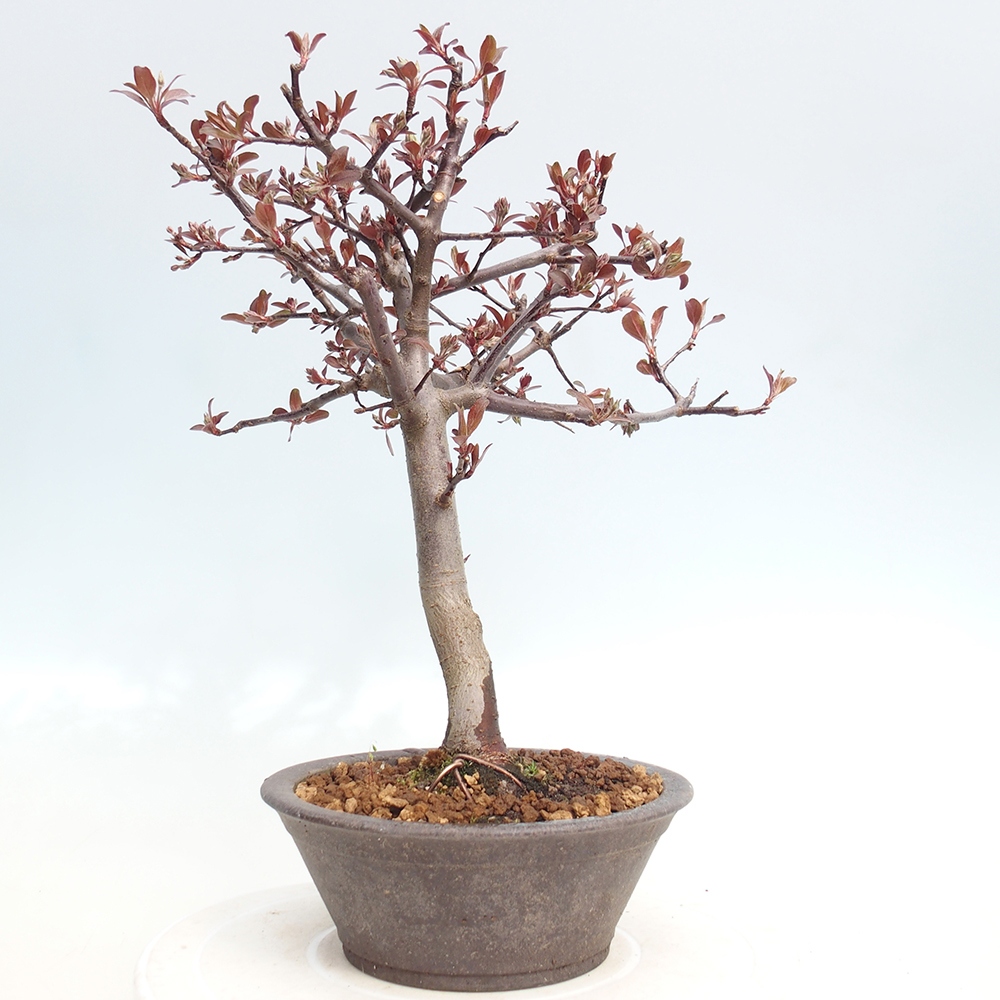 Outdoor bonsai - Malus domestica - Jabłoń czerwonolistna o małych owocach