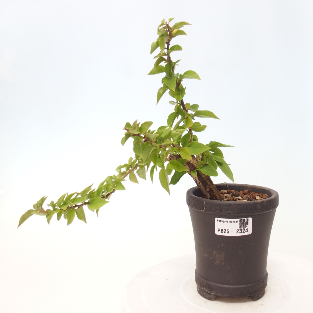 Bonsai do wnętrz - Bouganwilea