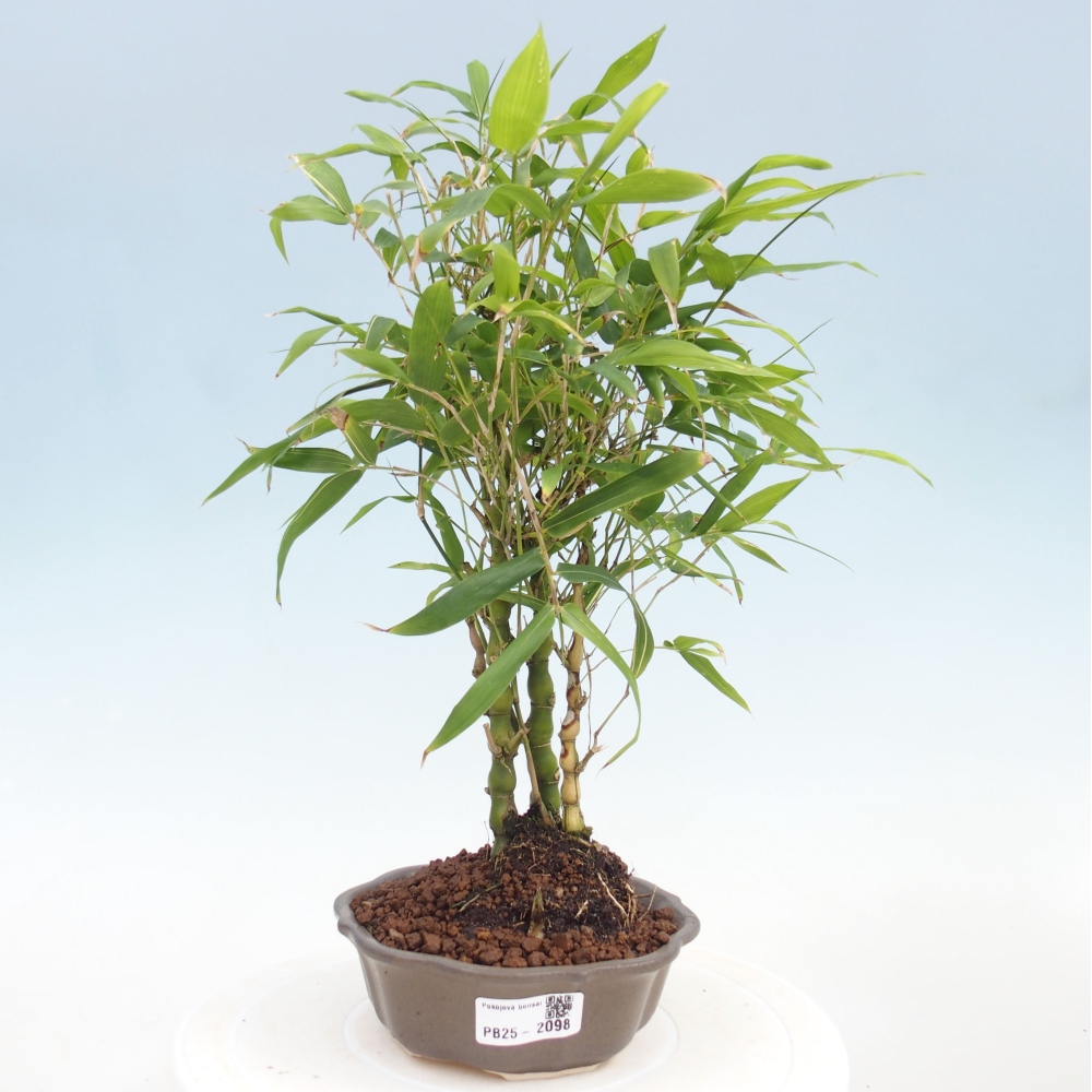 Bonsai wewnętrzne - Bambusowy Budda - Brzuch Bambusowego Buddy