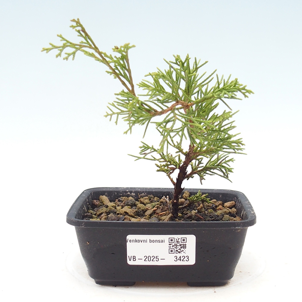 Outdoor bonsai - Juniperus chinensis Itoigawa