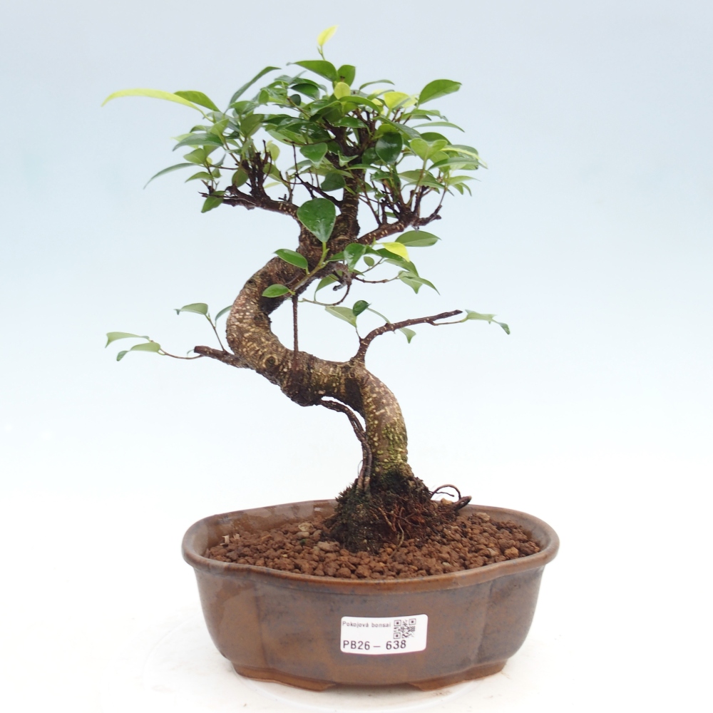 Pokój bonsai - Ficus kimmen - figowiec drobnolistny