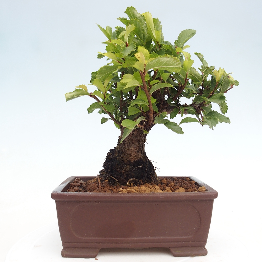 Bonsai zewnętrzne - Zelkova - Zelkova NIRE