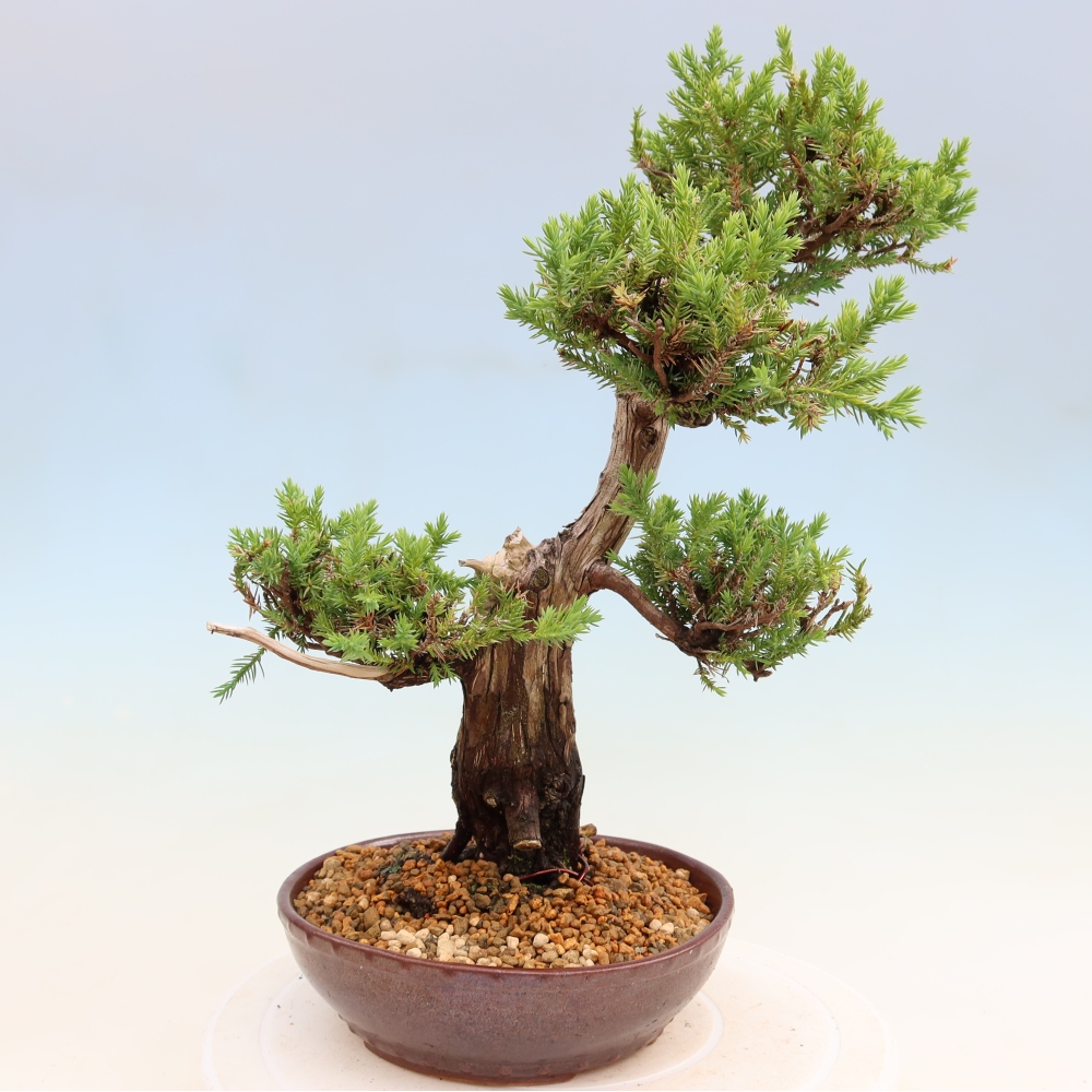 Bonsai ogrodowe – Juniperus squamata – Jałowiec łuskowaty