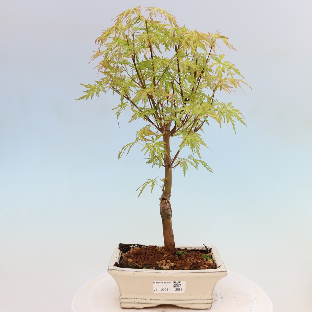 Bonsai ogrodowe – Acer palmatum Dissectum – klon palmowy 
