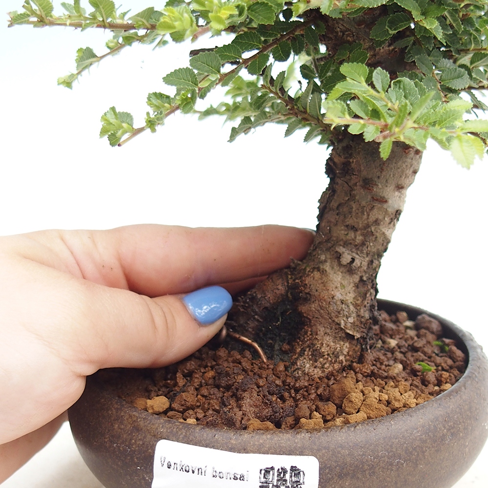Bonsai zewnętrzne - Ulmus parvifolia Hokkaido - wiąz chiński