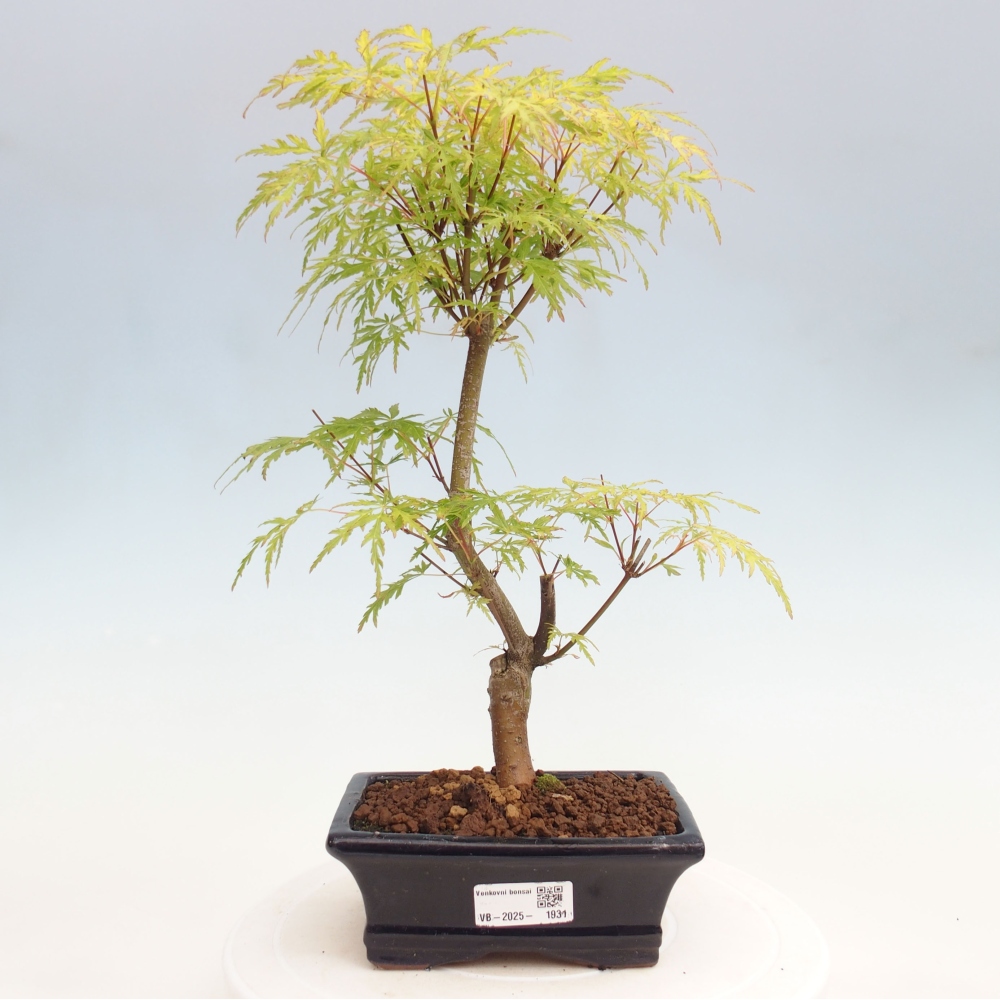 Outdoor bonsai - Acer palmatum Dissectum - Klon japoński 