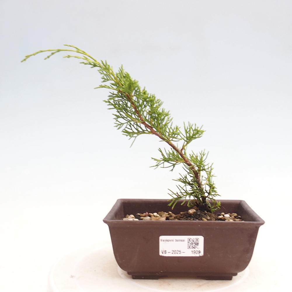 Outdoor bonsai - Juniperus chinensis Itoigawa - Jałowiec chiński
