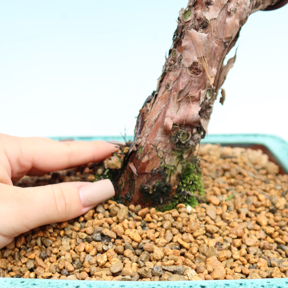Outdoor bonsai - Juniperus chinensis Kishu