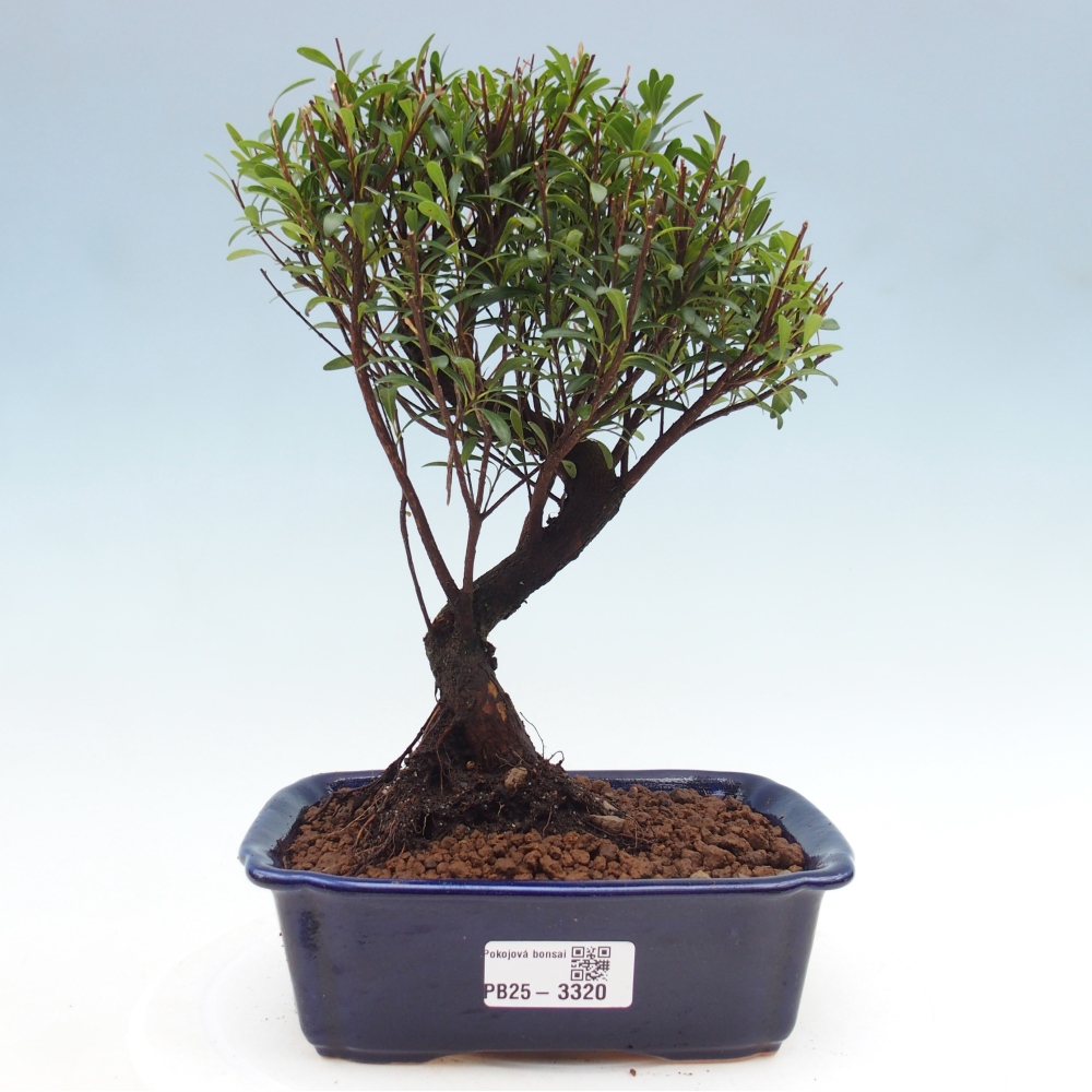 Pokój bonsai - Syzygium - Pimento