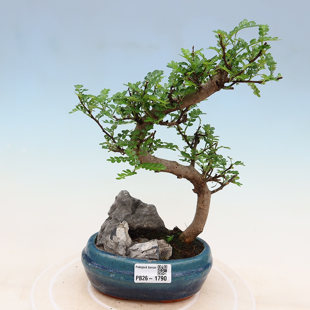 Pokój bonsai - Zantoxylum piperitum - drzewo pieprzowe