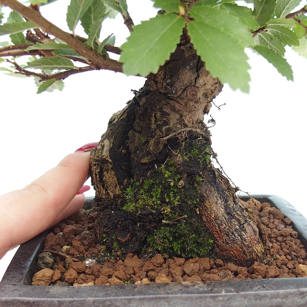 Bonsai zewnętrzne - Zelkova - Zelkova NIRE