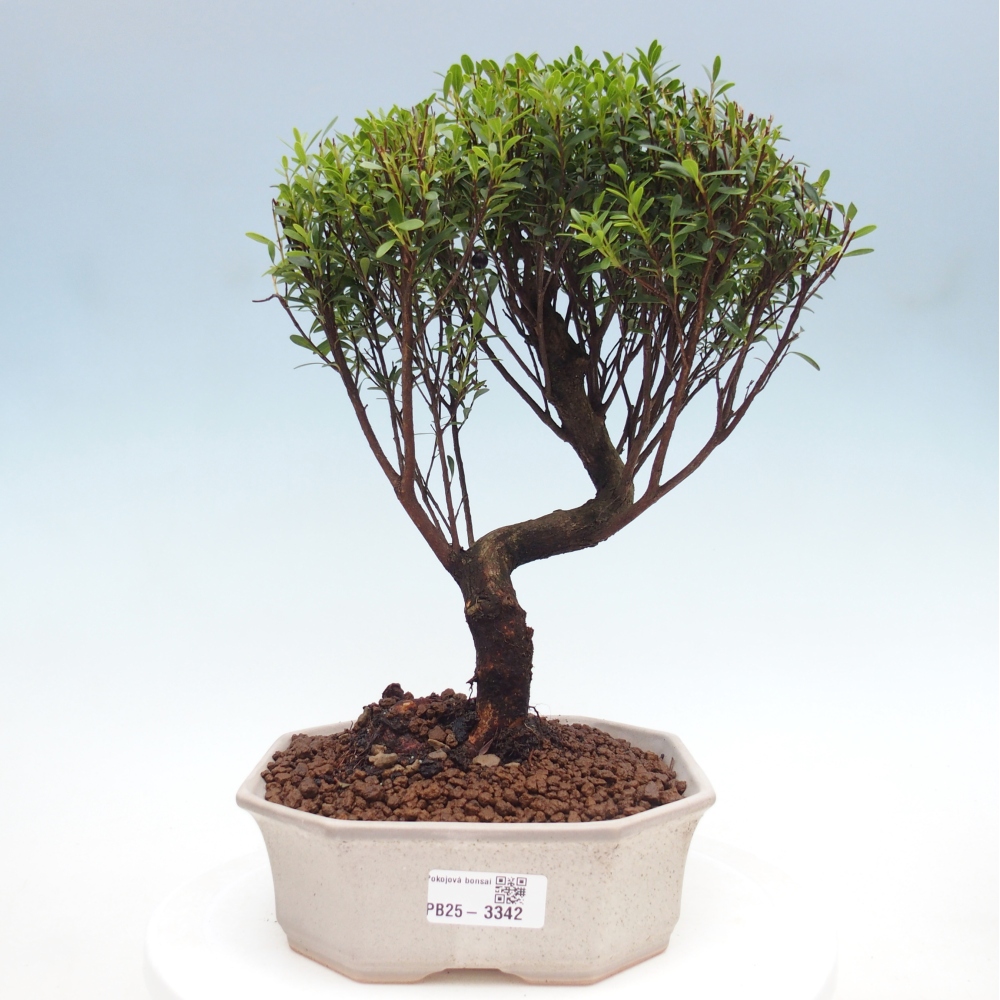 Pokój bonsai - Syzygium - Pimento