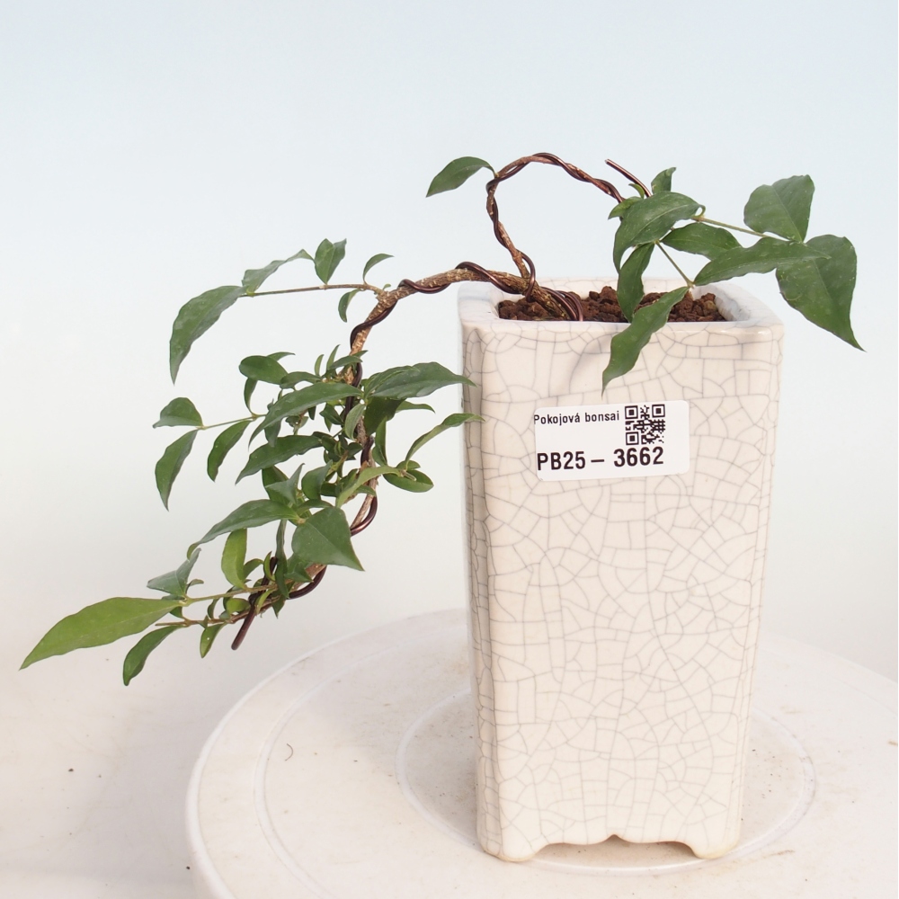 Pokój bonsai - Malpighia coccigera- Barbdor Cherry