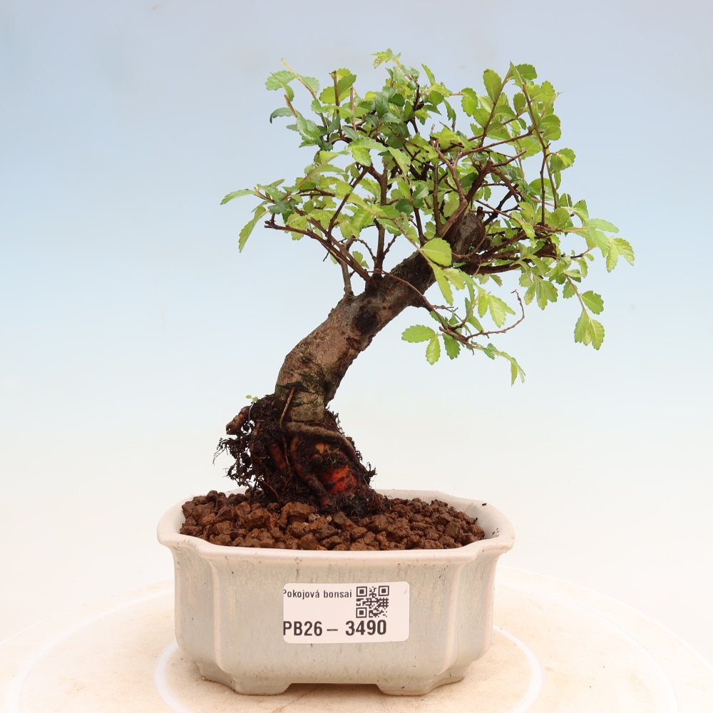 Pokój bonsai - Ulmus parvifolia - Wiąz drobnolistny