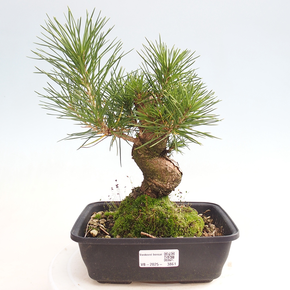 Outdoor bonsai - Pinus thunbergii - sosna Thunberga