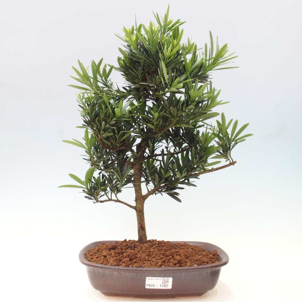 Kryty bonsai - Podocarpus - Kamienny tys