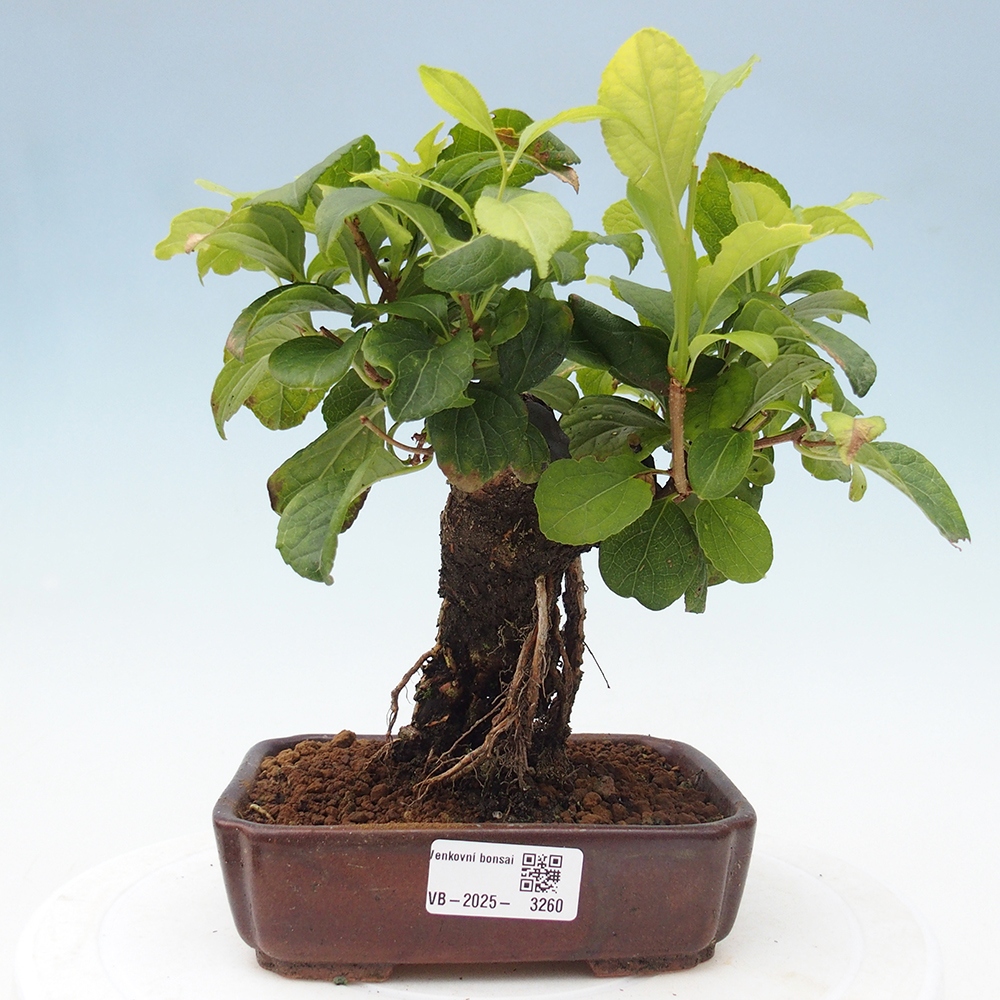 Bonsai na zewnątrz - Celastrus Jesenec