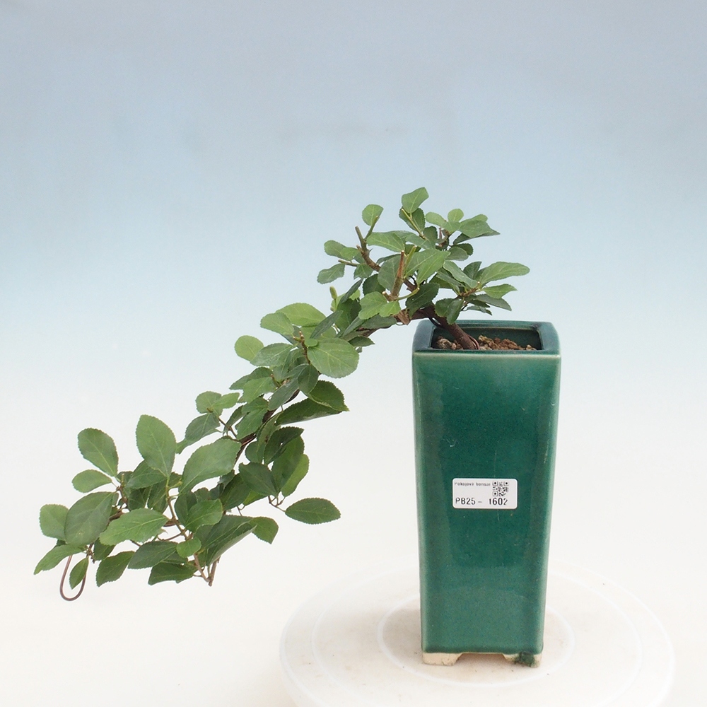Kryty bonsai - Grewia occidentalis - Lawendowa gwiazda