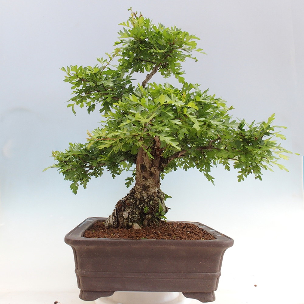 Bonsai zewnętrzne - Głóg - Crataegus monogyna