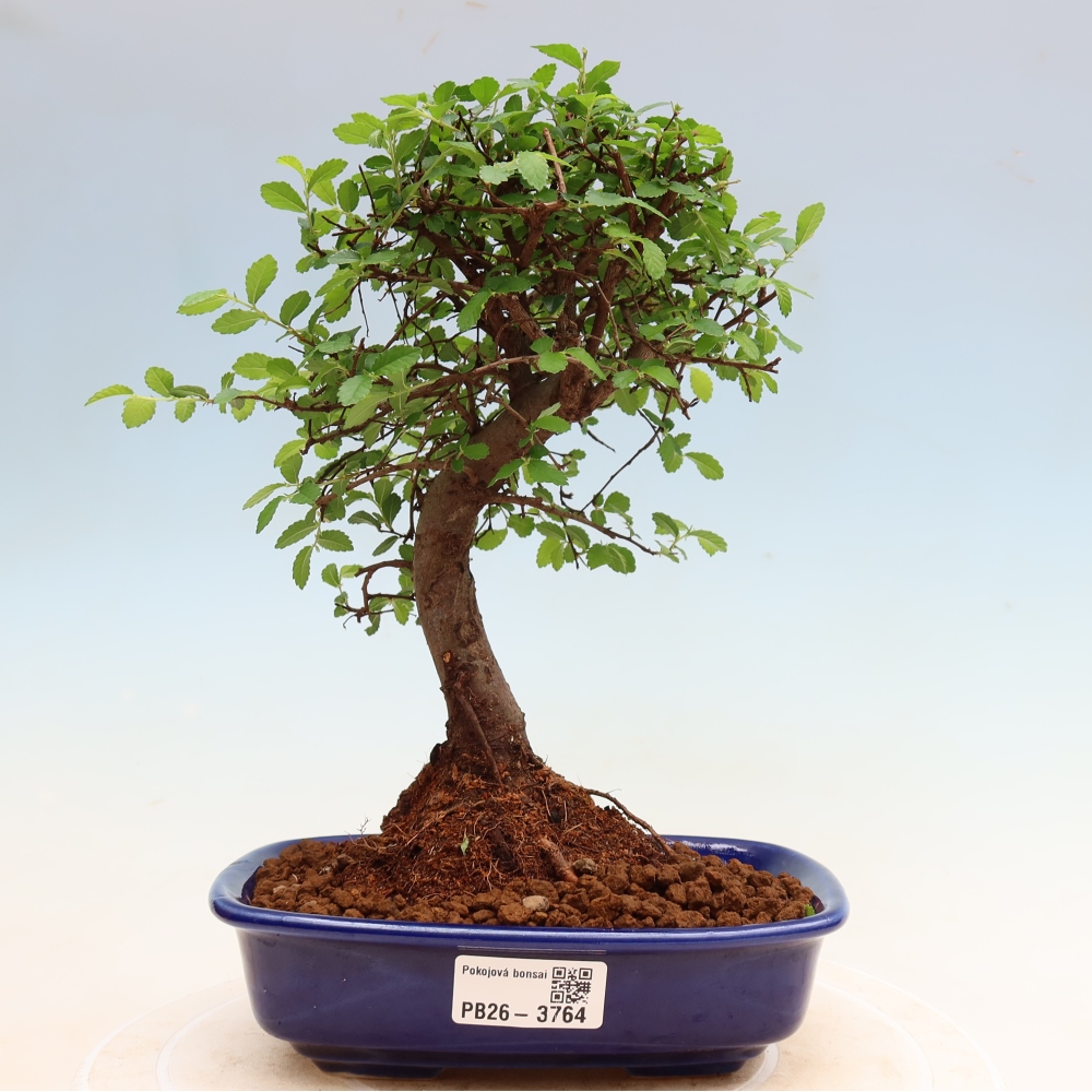 Pokój bonsai - Ulmus parvifolia - Wiąz drobnolistny