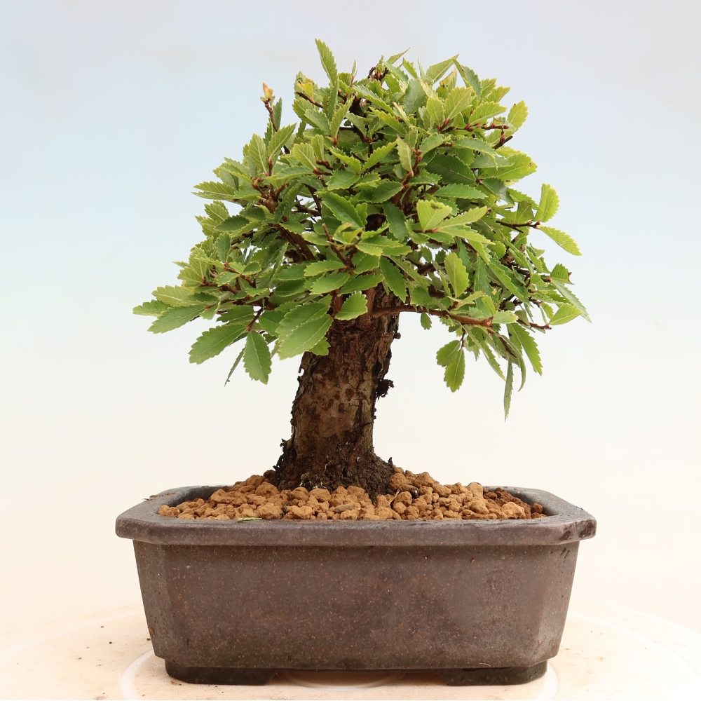 Bonsai zewnętrzne - Zelkova - Zelkova NIRE