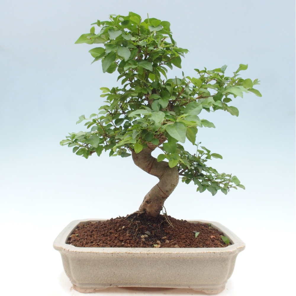 Kryte bonsai - Ligustrum chinensis - widok z lotu ptaka