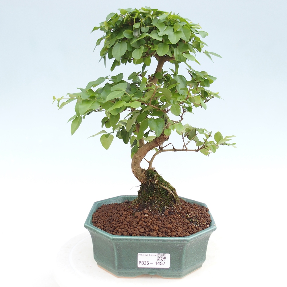 Indoor bonsai -Ligustrum chinensis - dziób ptaka