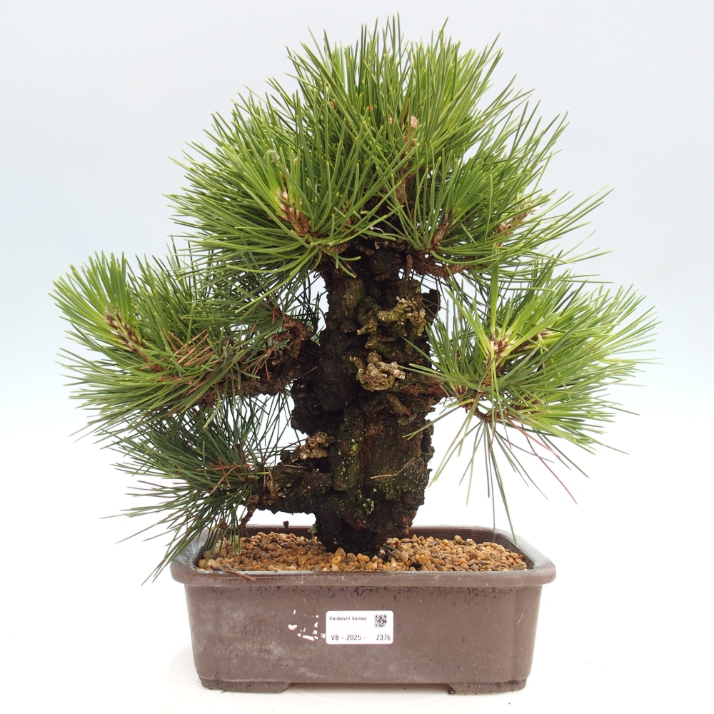 Bonsai ogrodowe - Pinus thunbergii - Sosna Thunbergia
