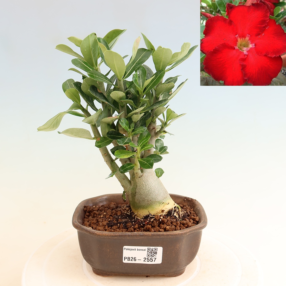 Bonsai pokojowe – Adenium obesum Red Star – Róża pustynna