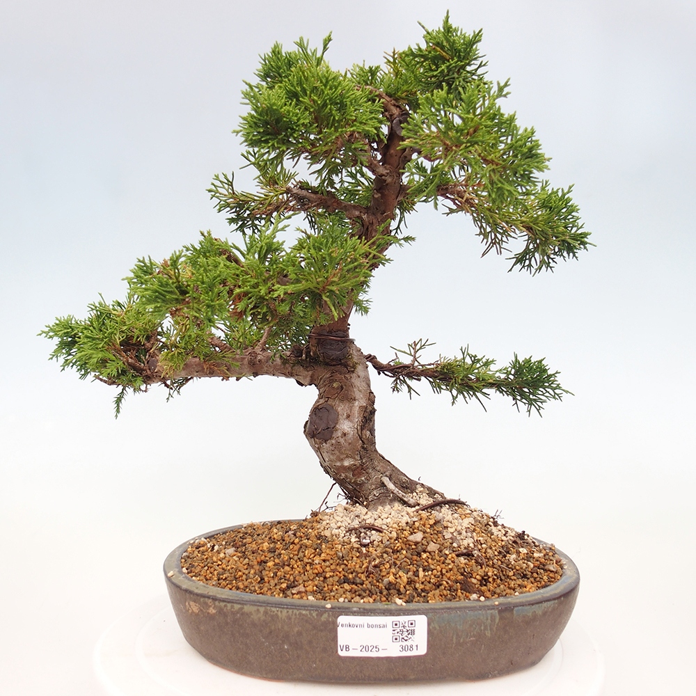 Outdoor bonsai - Juniperus chinensis Itoigawa - Jałowiec chiński