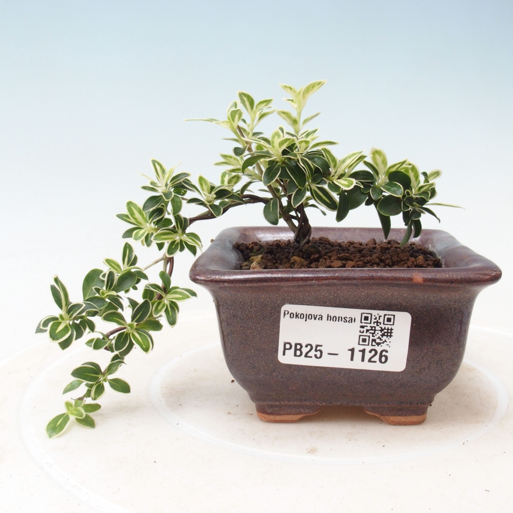 Bonsai do wnętrz - Serissa foetida Variegata - Drzewo tysiąca gwiazd