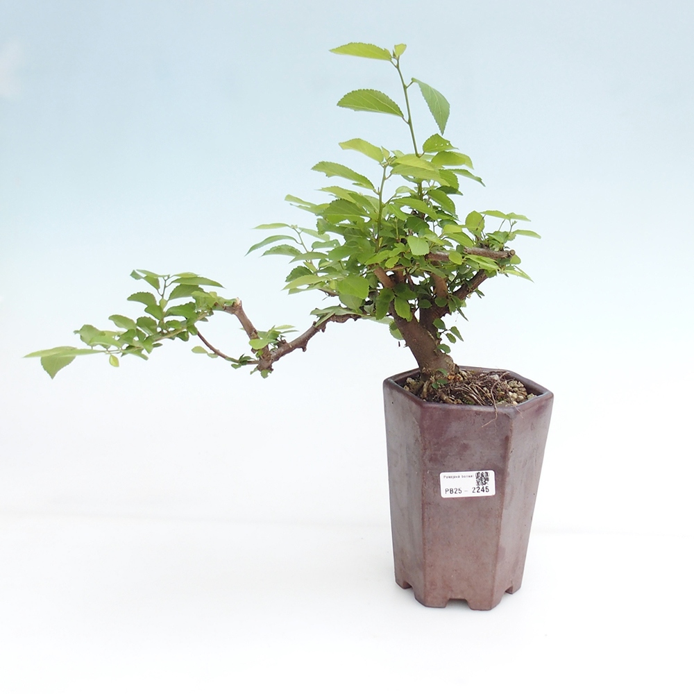 Kryty bonsai - Grewia occidentalis - Lawendowa gwiazda