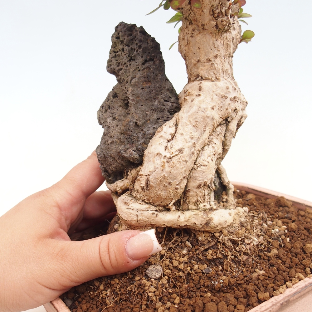 Bonsai zewnętrzne - Berberis coreana