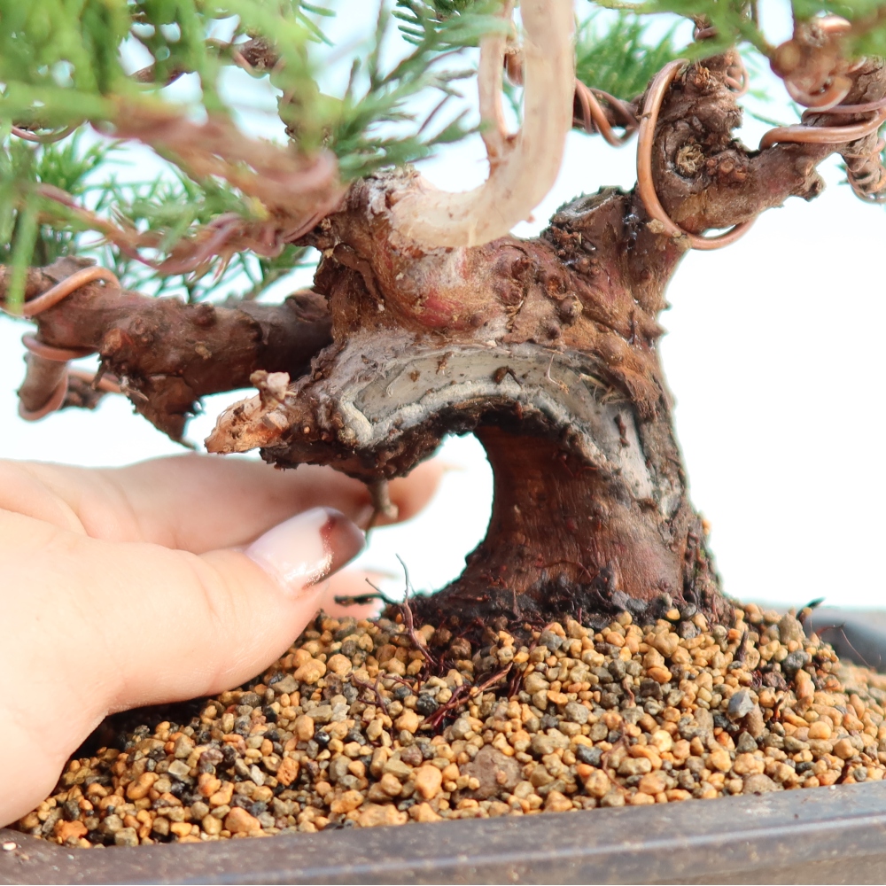 Outdoor bonsai - Juniperus chinensis Itoigawa - Jałowiec chiński