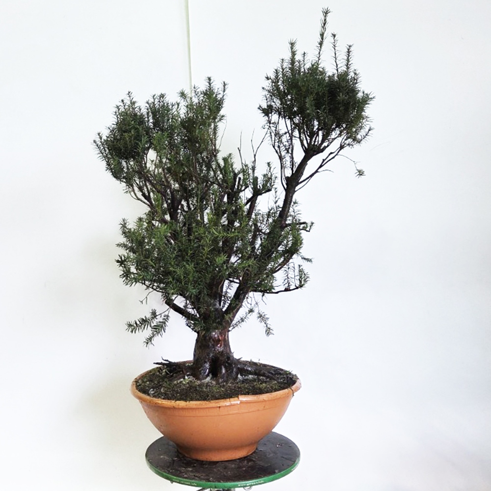 Zewnętrzne bonsai cis czerwony - Taxus bacata
