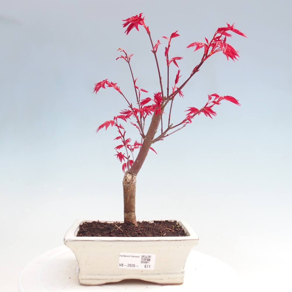 Outdoor bonsai - Acer palmatum DESHOJO