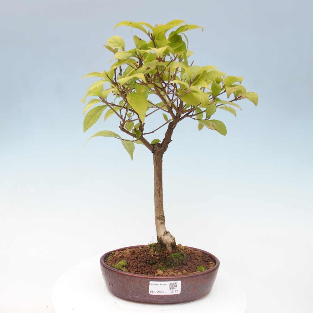 Outdoor bonsai - callicarpa jap Leucocarpa