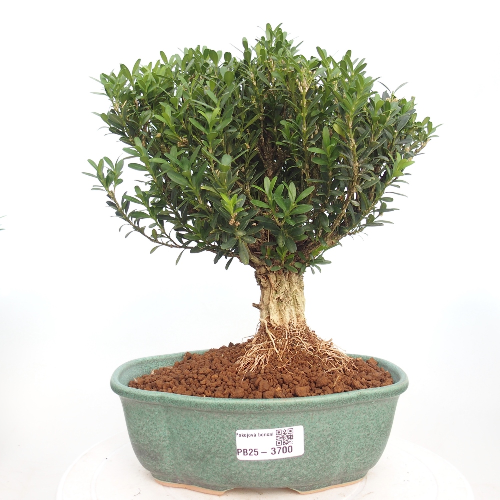 Kryty bonsai - Buxus harlandii - Bukszpan korkowy