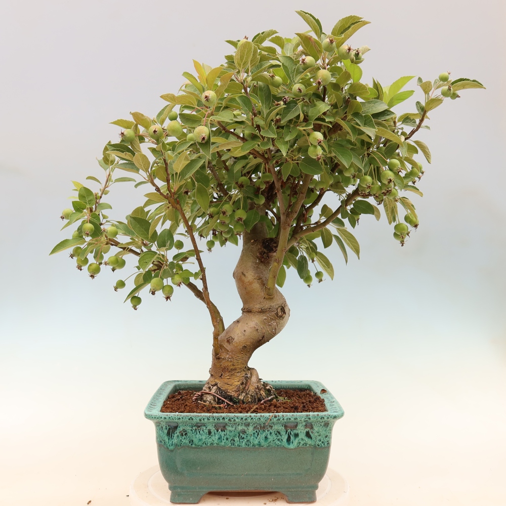 Outdoor bonsai - Malus halliana - Jabłoń drobnoowocowa