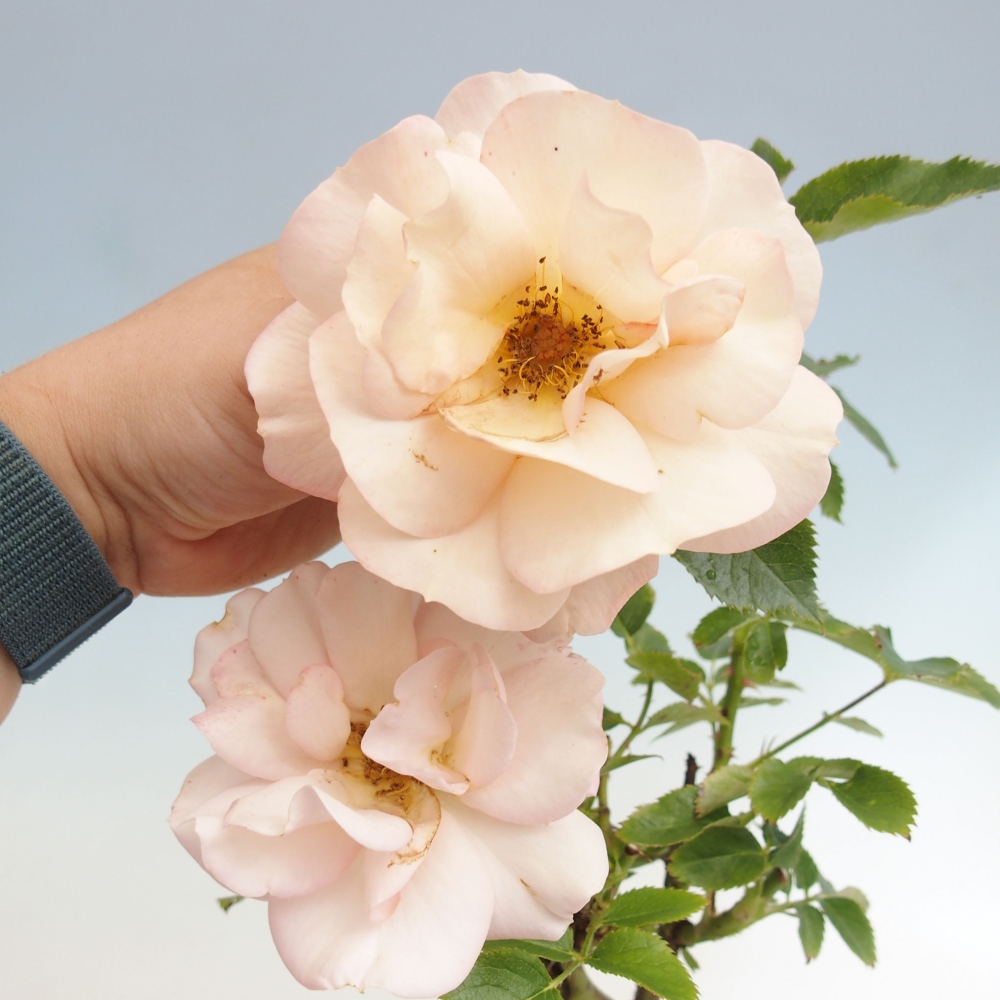 Bonsai na zewnątrz - Rosa Kordes - róża 