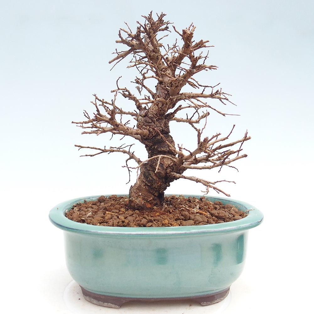 Bonsai zewnętrzne - Zelkova - Zelkova NIRE