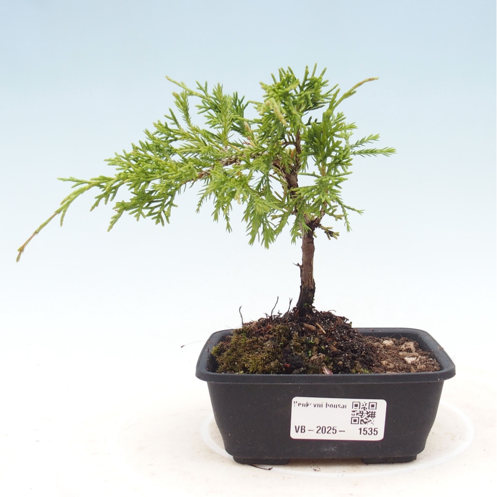 Outdoor bonsai - Juniperus chinensis Itoigawa - Jałowiec chiński