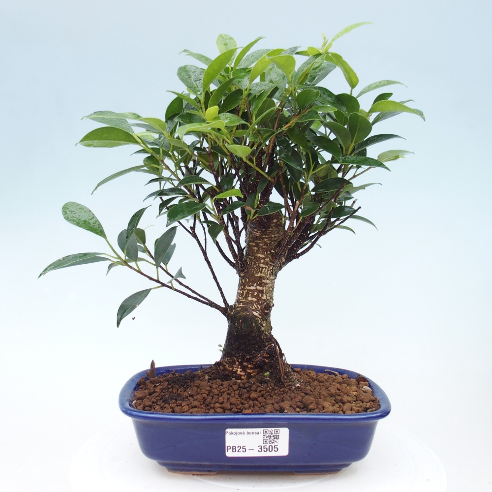 Pokój bonsai - Ficus retusa - figowiec drobnolistny