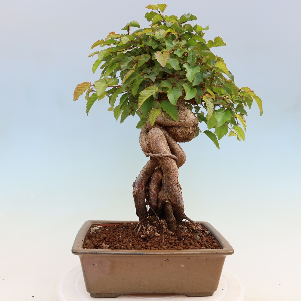 Outdoor bonsai - Carpinus coreana - grab koreański